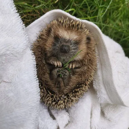 Cechuv Mlyn فندق